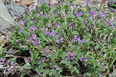 Astragalus vexilliflexus, photographed by Todd Boland