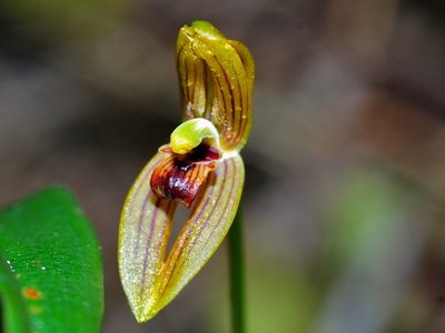 Maxillaria lineolata, photographed by Bernard DUPONT