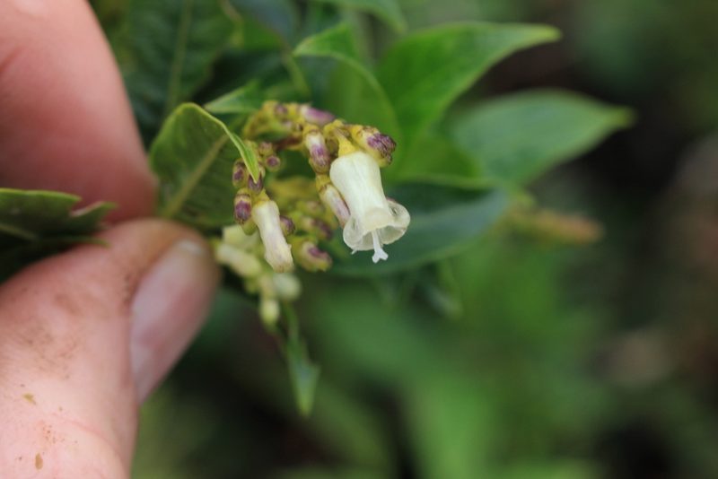Palicourea adusta, photographed by Jake Rehage