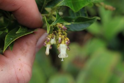 Palicourea adusta, photographed by Jake Rehage