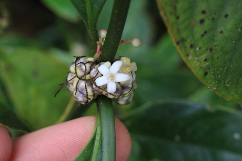 Palicourea axillaris, photographed by Jake Rehage