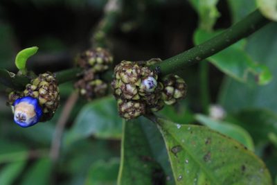 Palicourea axillaris, photographed by Jake Rehage