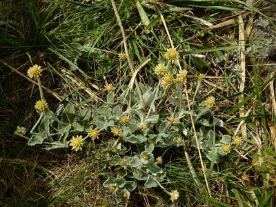 Pfaffia gnaphalioides, photographed by Guillermo Debandi