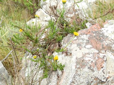 Neja pinifolia, photographed by Guillermo Debandi