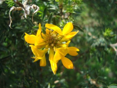 Adenocarpus hispanicus