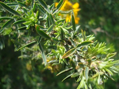 Adenocarpus hispanicus, photographed by Daniel Heras González