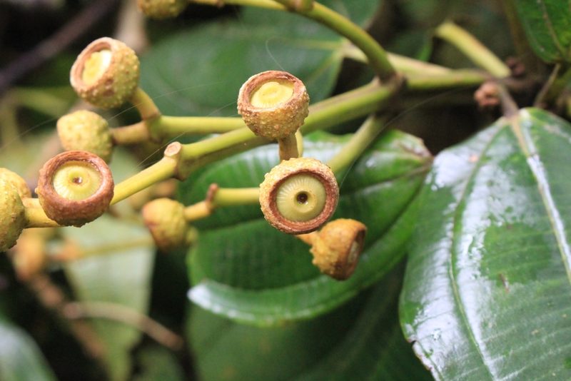 Miconia conomacrantha, photographed by Jake Rehage