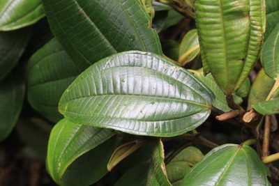 Miconia conomacrantha, photographed by Jake Rehage