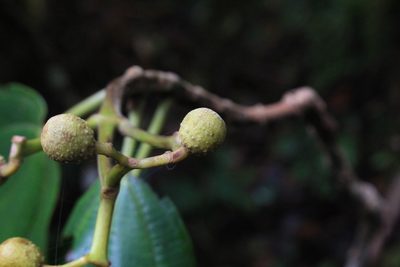 Miconia conomacrantha, photographed by Jake Rehage