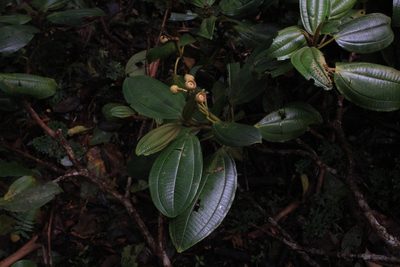 Miconia conomacrantha, photographed by Jake Rehage