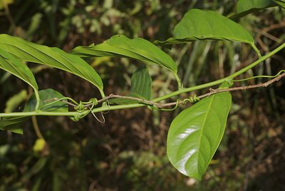 Passiflora kuranda, photographed by garywwilson