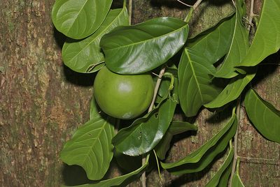 Passiflora kuranda, photographed by garywwilson