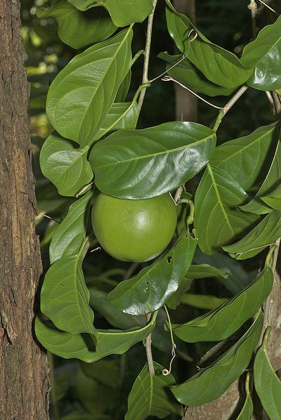 Passiflora kuranda, photographed by garywwilson