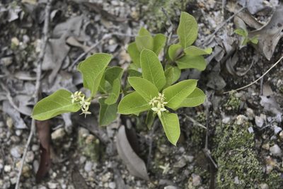 Coelospermum reticulatum, photographed by garywwilson