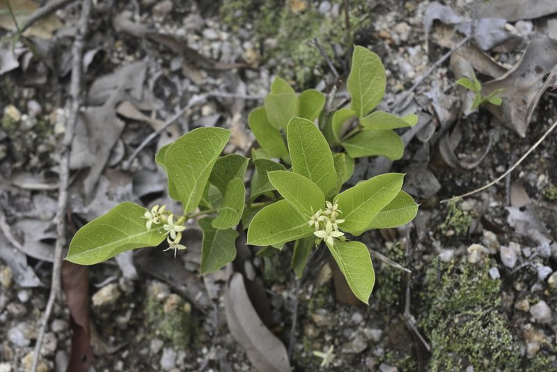 Coelospermum reticulatum, photographed by garywwilson
