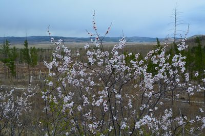 Prunus sibirica, photographed by Ochirnima Nimaev