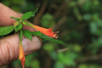 Cuphea appendiculata, photographed by Jake Rehage