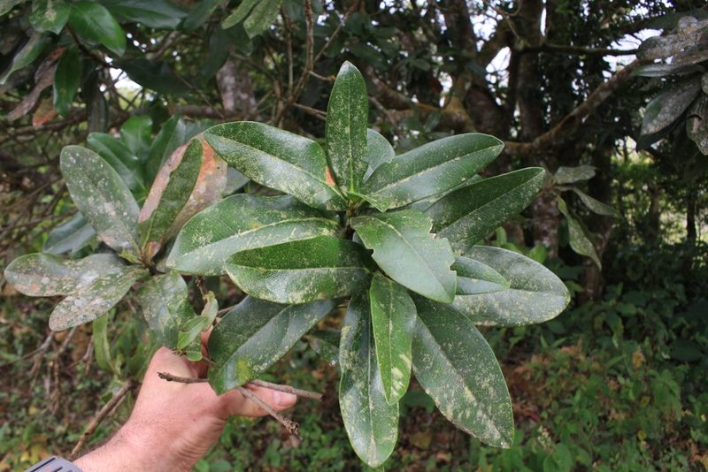 Panopsis costaricensis, photographed by Jake Rehage