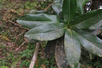 Panopsis costaricensis, photographed by Jake Rehage