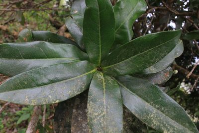 Panopsis costaricensis, photographed by Jake Rehage