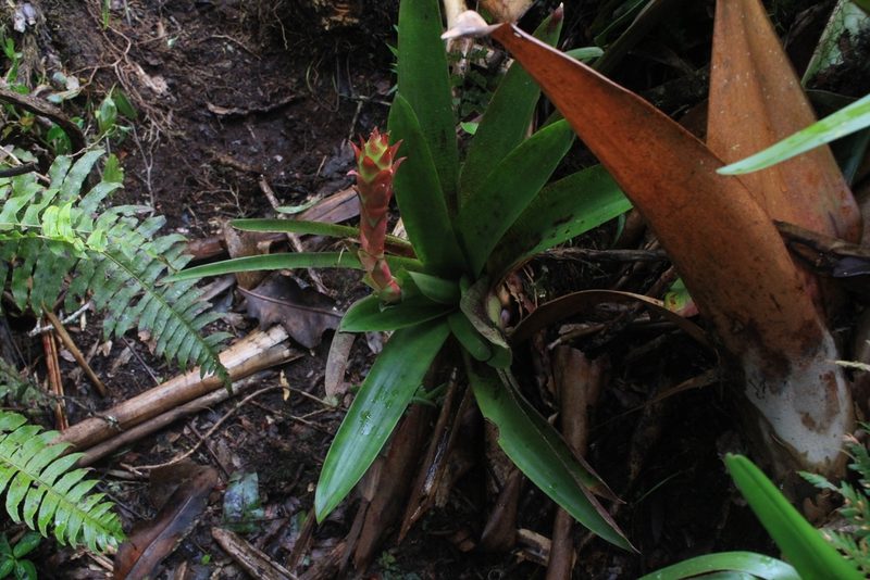 Werauhia ororiensis, photographed by Jake Rehage