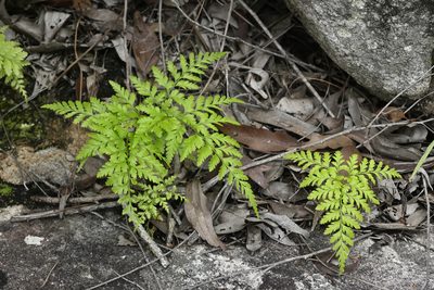 Davallia denticulata, photographed by garywwilson