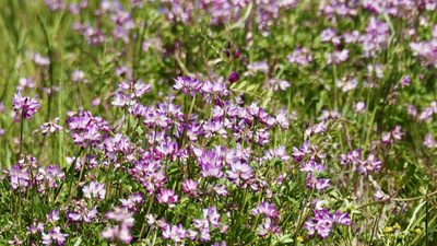 Astragalus sinicus, photographed by りなべる