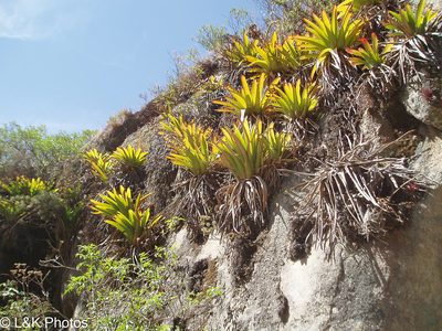 Tillandsia machupicchuensis, photographed by lallen