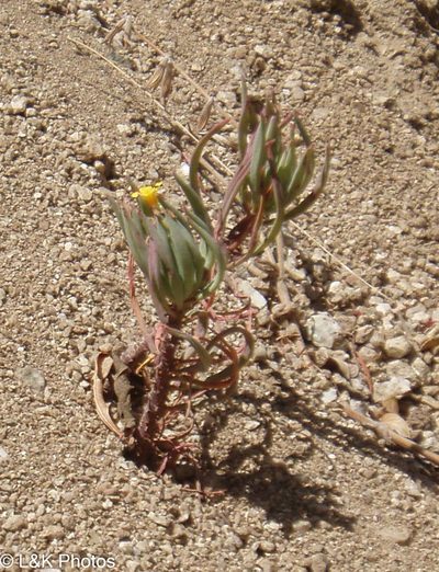 Oxalis san-miguelii, photographed by lallen