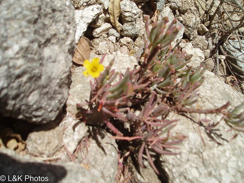 Oxalis san-miguelii, photographed by lallen