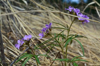 Cardamine trifida, photographed by Ochirnima Nimaev