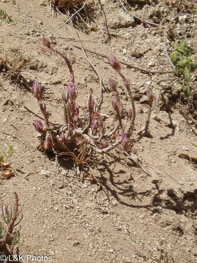 Oxalis san-miguelii, photographed by lallen