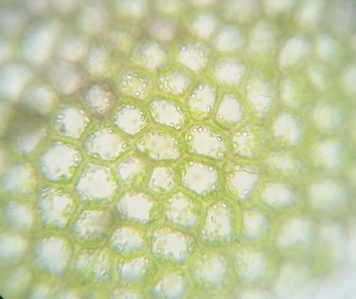 Calypogeia neogaea, photographed by Zihao Wang