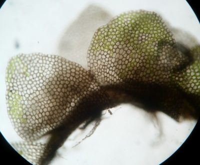 Calypogeia neogaea, photographed by Zihao Wang
