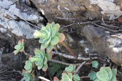 Sedum palmeri, photographed by Francisco Martínez González
