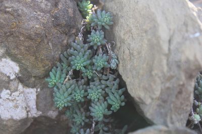 Sedum potosinum, photographed by Francisco Martínez González