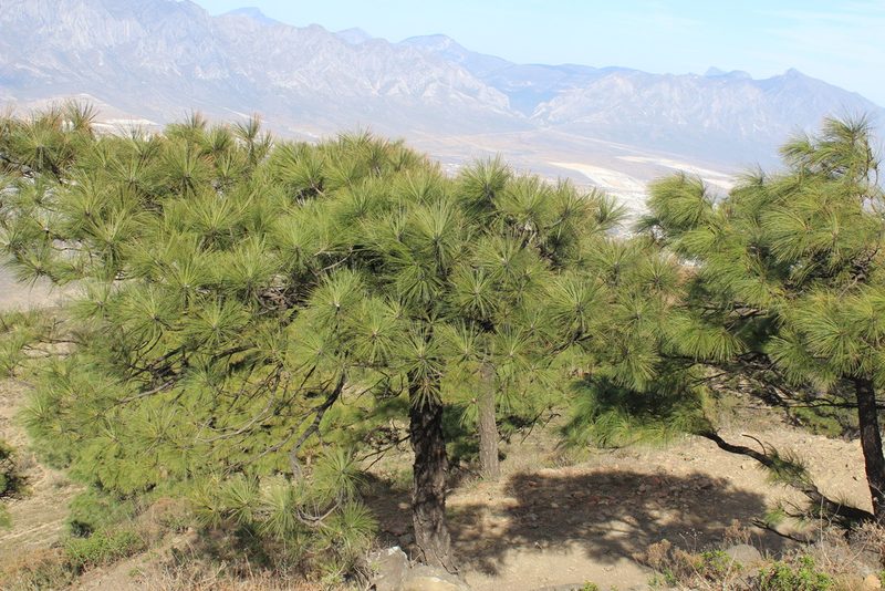 Pinus pseudostrobus, photographed by Francisco Martínez González