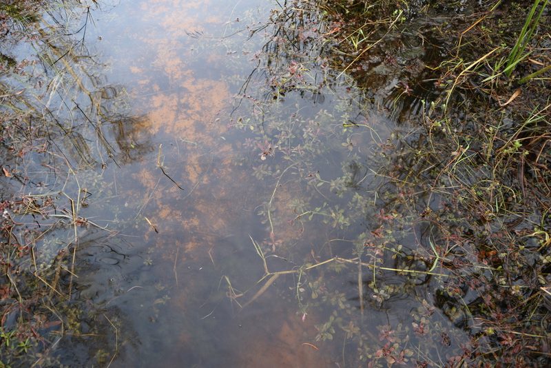 Ludwigia repens, photographed by brycelee