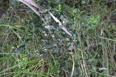 Baccharis glomeruliflora