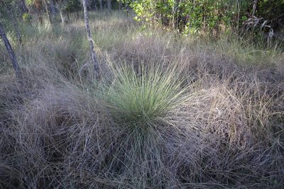 Muhlenbergia capillaris, photographed by brycelee