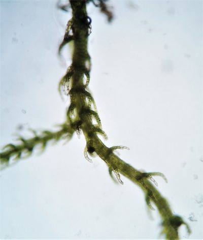 Kurzia sylvatica, photographed by Zihao Wang