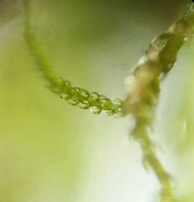 Kurzia sylvatica, photographed by Zihao Wang