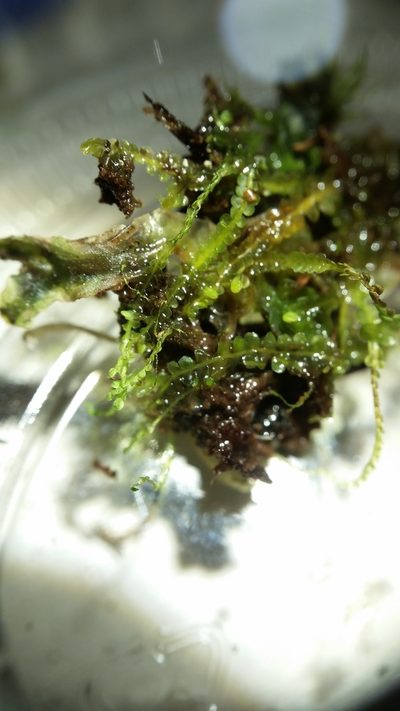 Kurzia sylvatica, photographed by Zihao Wang