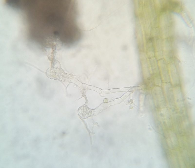 Kurzia sylvatica, photographed by Zihao Wang