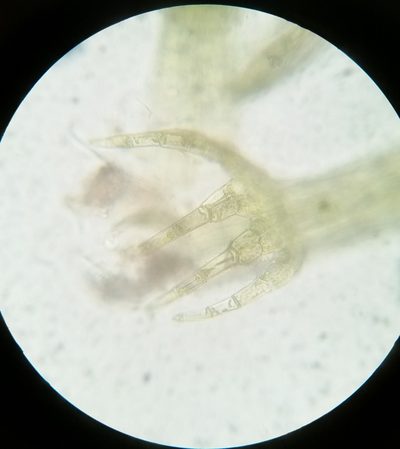 Kurzia sylvatica, photographed by Zihao Wang