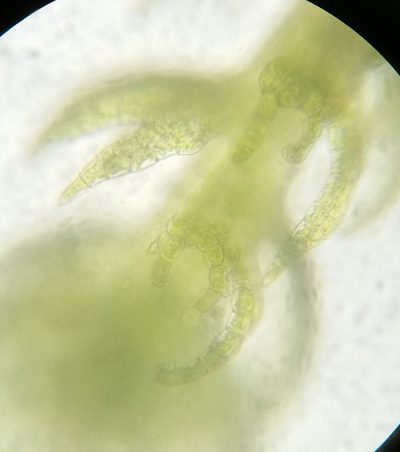 Kurzia sylvatica, photographed by Zihao Wang