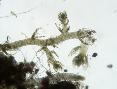 Kurzia sylvatica, photographed by Zihao Wang