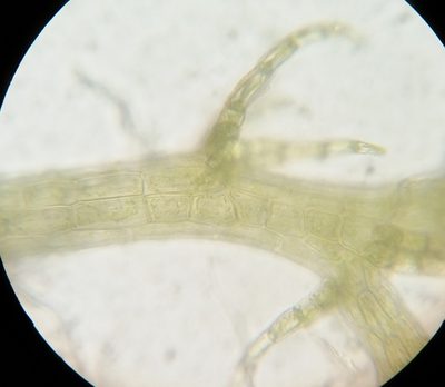 Kurzia sylvatica, photographed by Zihao Wang