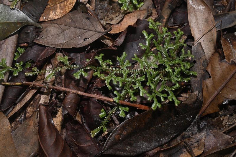 Selaginella australiensis, photographed by garywwilson