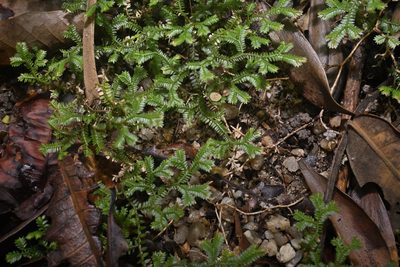 Selaginella australiensis, photographed by garywwilson